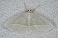 Campaea margaritaria