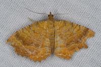 Camptogramma bilineata