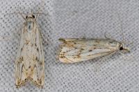 Catoptria falsella