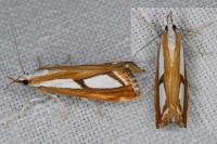 Catoptria