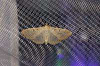 Patania ruralis