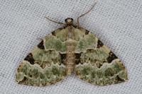 Colostygia pectinataria