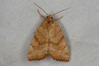 Cosmia trapezina