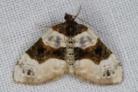 Cosmorhoe ocellata