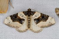 Cosmorhoe ocellata