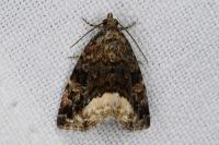 Deltote pygarga