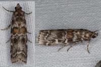 Dioryctria