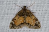 Dysstroma truncata