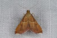 Endotricha flammealis
