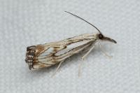Catoptria falsella