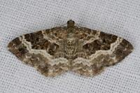 Epirrhoe alternata