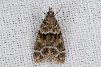 Eudonia mercurella