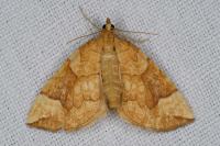 Eulithis populata