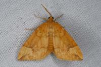 Eulithis populata
