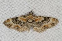 Eupithecia linariata/pulchellata/pyreneata