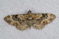 Eupithecia linariata/pulchellata/pyreneata