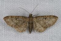 Eupithecia