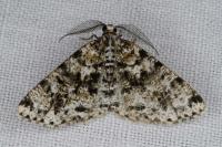 Fagivorina arenaria