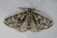 Fagivorina arenaria