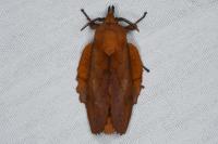 Gastropacha quercifolia