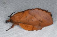 Gastropacha quercifolia