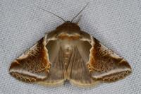 Habrosyne pyritoides