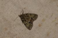Polyphaenis sericata