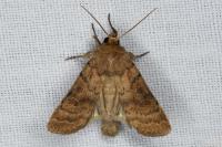 Hoplodrina