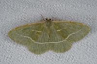 Hylaea fasciaria