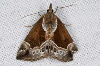 Hypena crassalis