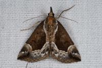 Hypena crassalis