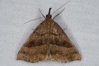 Hypena proboscidalis