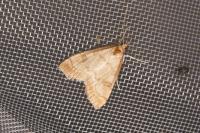 Udea fulvalis