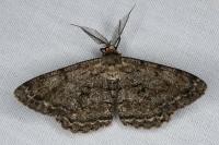 Hypomecis roboraria