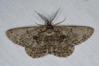Hypomecis roboraria
