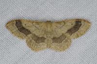 Idaea aversata
