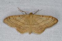 Idaea aversata