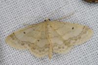 Idaea biselata