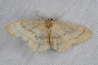 Idaea deversaria
