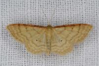 Idaea humiliata