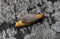 Lithosia quadra
