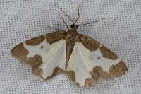Lomaspilis marginata