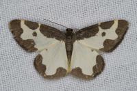Lomaspilis marginata