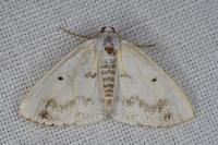 Lomographa temerata