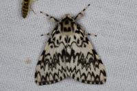 Lymantria monacha