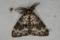 Lymantria monacha