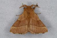 Malacosoma neustria