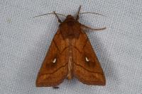 Mythimna conigera