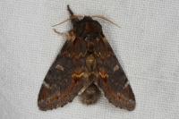 Notodonta dromedarius