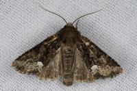 Oligia